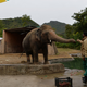 Illustration for article titled 'World's Loneliest Elephant' Will Finally Have Some Friends